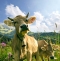 86246841 - Glückliche Schweizer Kühe, artgerechte Haltung :) © doris oberfrank-list